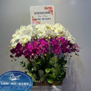 Đùm Bọc - LHD023T